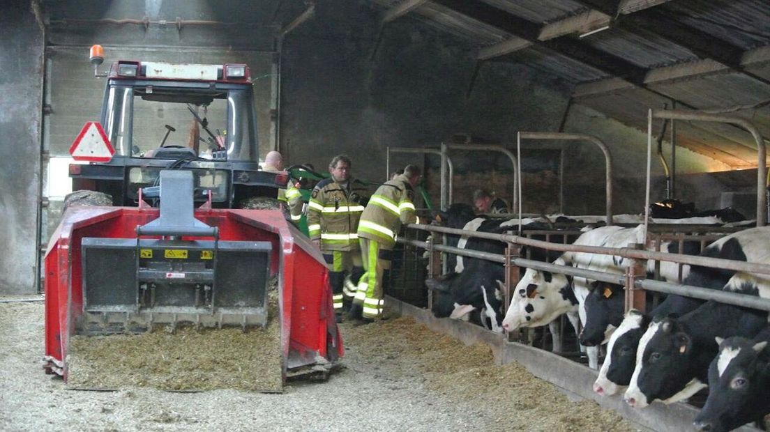 Koe belandt in mestkelder