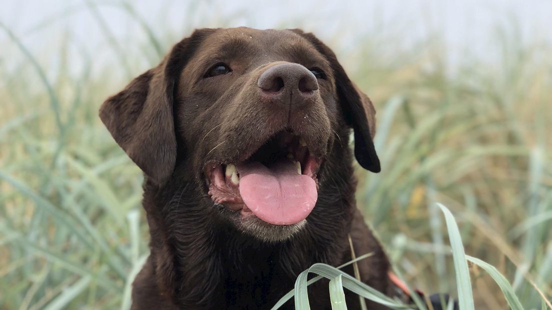 Wat heeft deze labrador dat koe Hermien niet heeft?