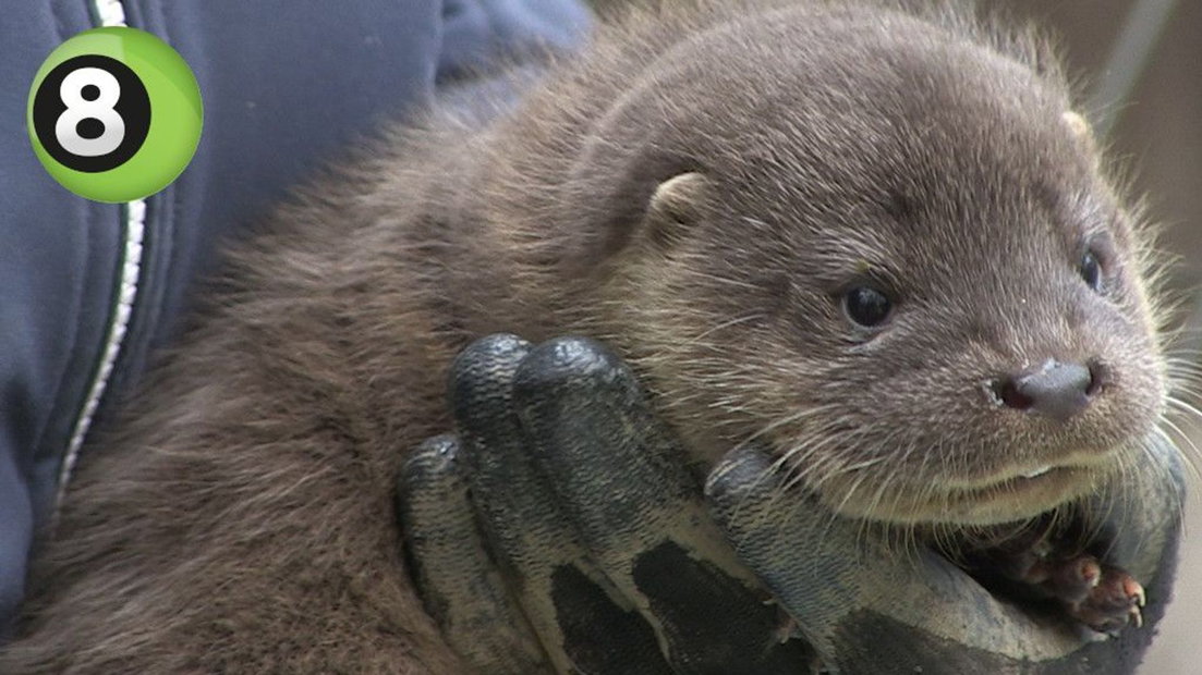 Wildpark Anholter Schweiz verwelkomt otter