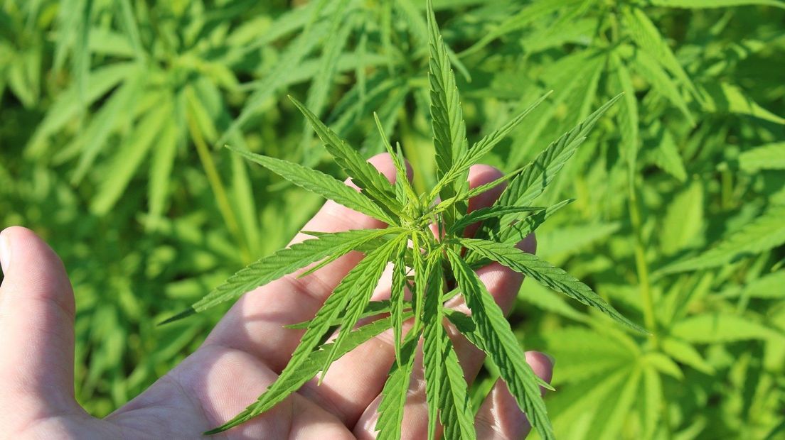 Hennep Plant Wiet