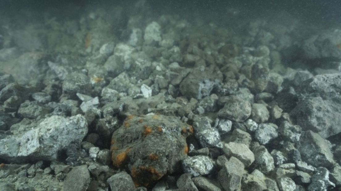 Staalslakken op de bodem van de Oosterschelde