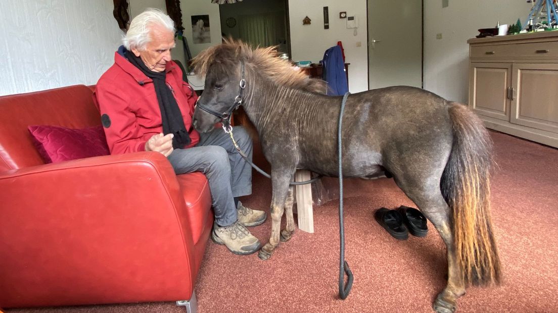 Albert-Jan Brouwer uit Deventer laat zijn mini-Shetlander gewoon in de kamer grazen