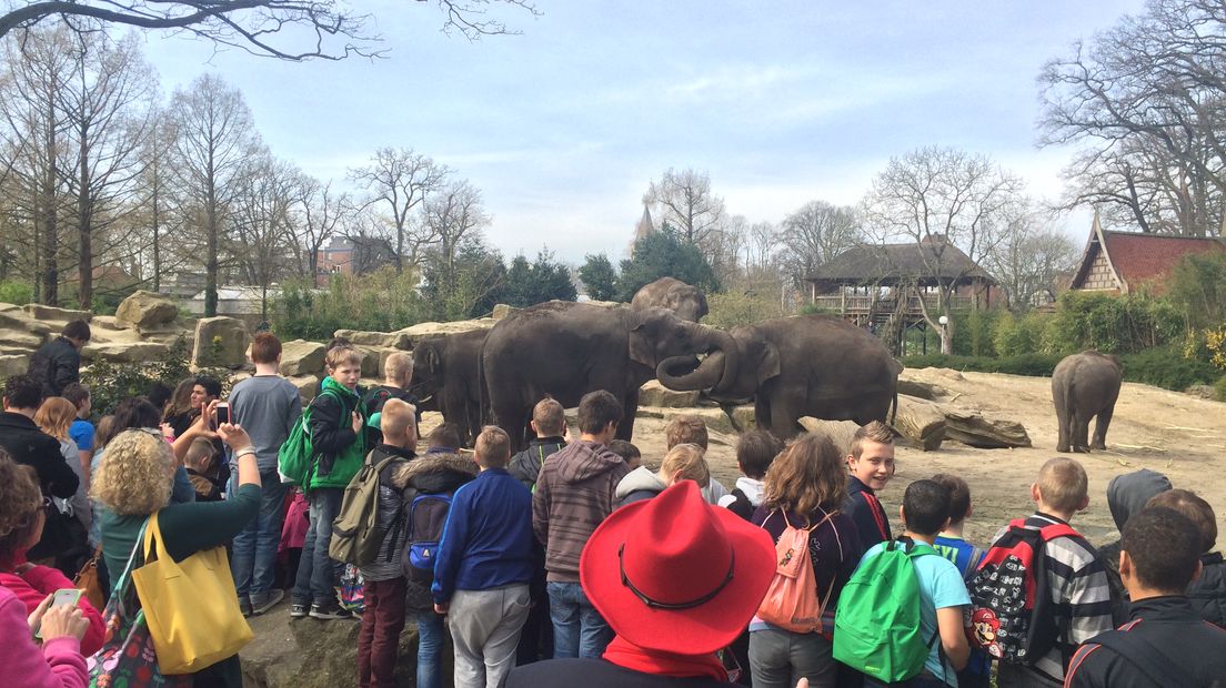 De kinderen kijken naar de olifanten in het dierenpark