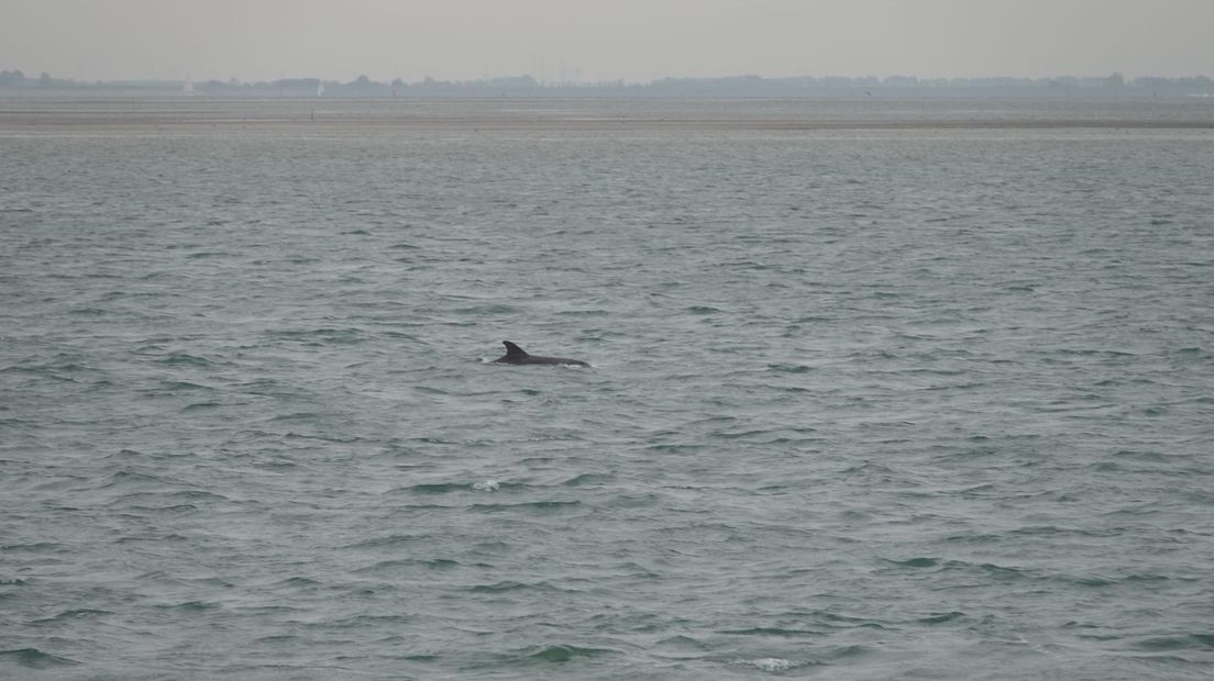 Dolfijn gespot in Oosterschelde