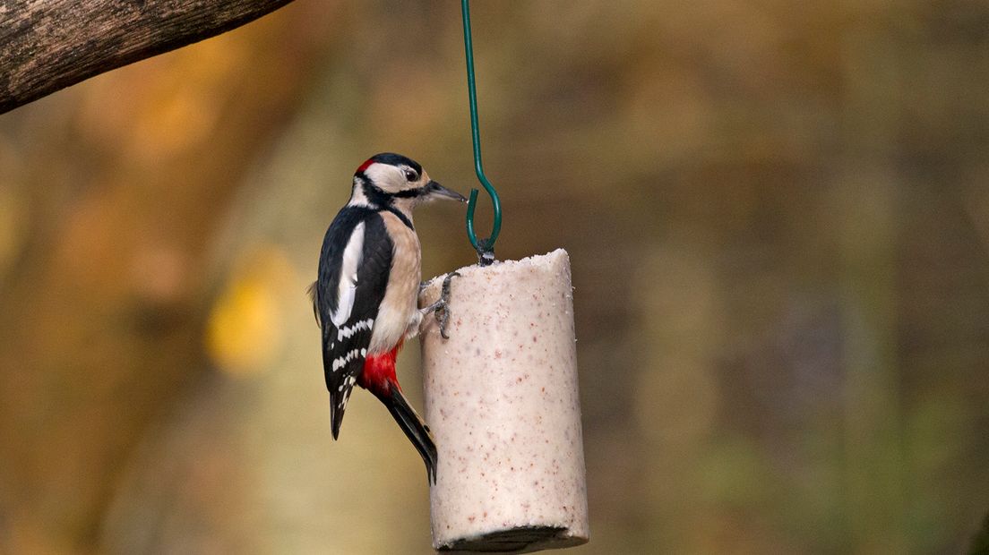 Iedere natuurfotograaf, maar zeker elke vogelfotograaf droomt ervan om een eigen boshutje te hebben met een vijver en voederplekken voor de vogels. Omdat kleine vogels meestal wat moeilijker te fotograferen zijn, kun je ze dichterbij lokken met drink- en badwater, maar zeker ook met voer.