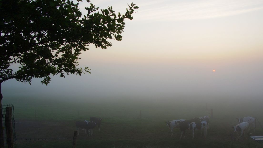 Koeien in de mist in een weiland bij Nisse