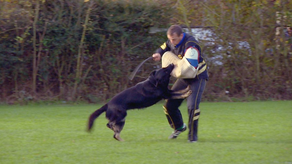 Duitse herder valt aan op commando bij interland Nederland-België in Vlissingen