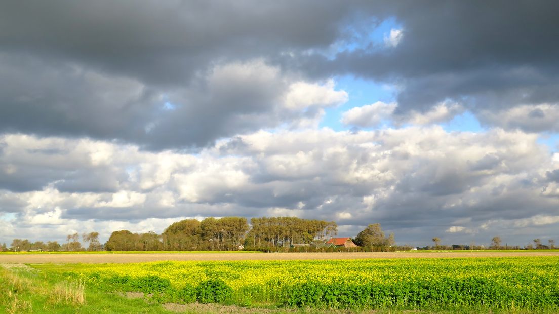 Tussen de buien door, zon op het felgele koolzaadveld in Meliskerke.