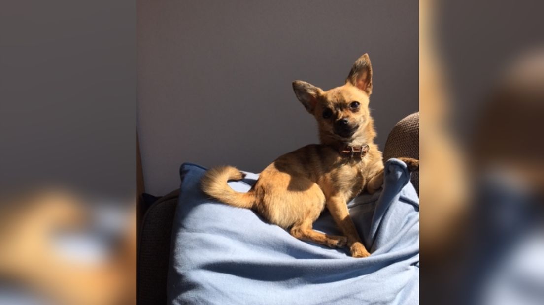 Het hondje Noa (Rechten: Nicole Lotgerink)