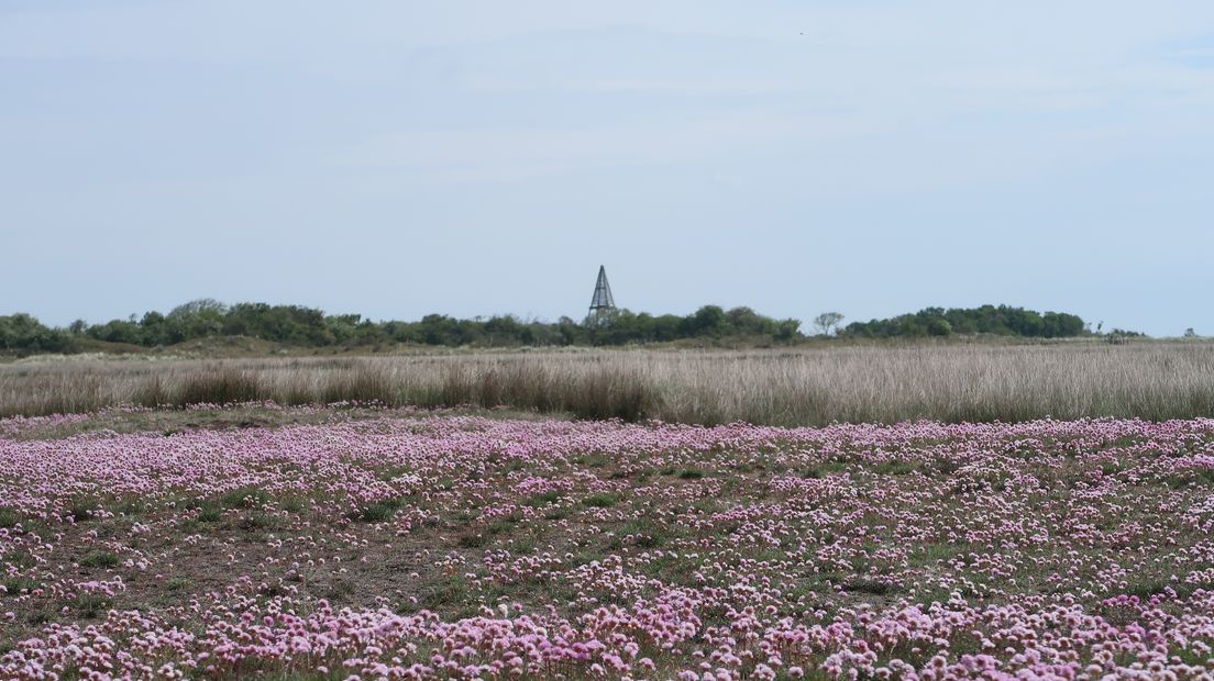 Natuurgebied Balg op Schiermonnikoog