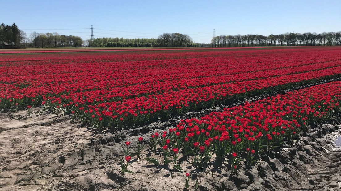 Bollenteelt Terhorst