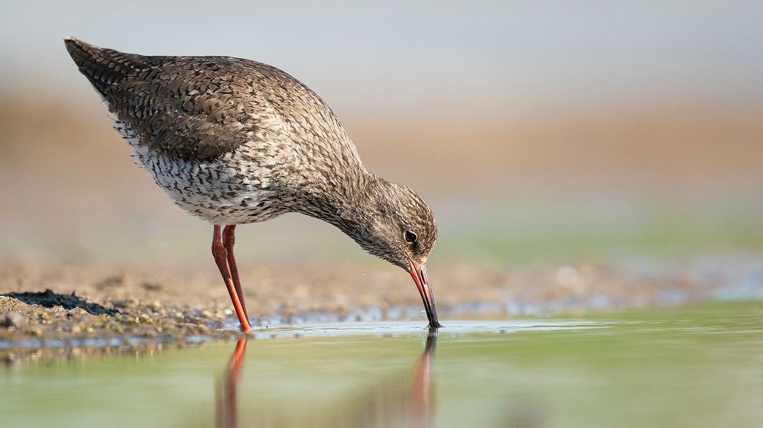 Tureluur, vastgelegd vanuit de nieuwe hut in Polder Breebaart