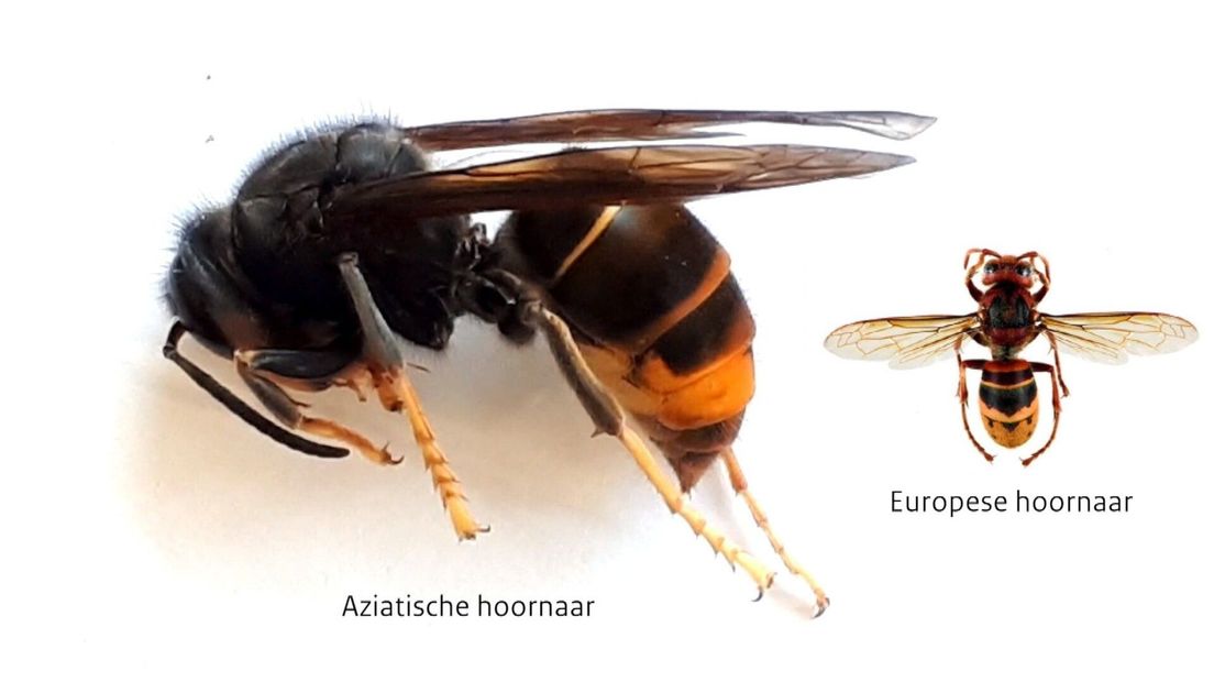 Aziatische hoornaar