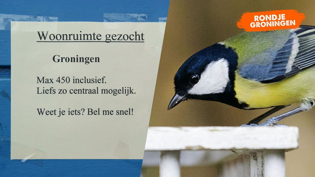 Koolmees zoekt kamer