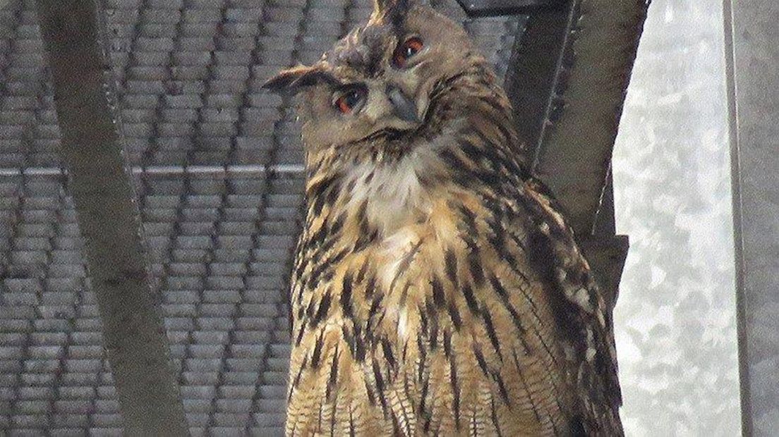 Oehoe in Deventer