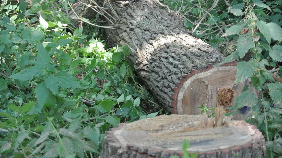 De brandweer heeft de boom gekapt