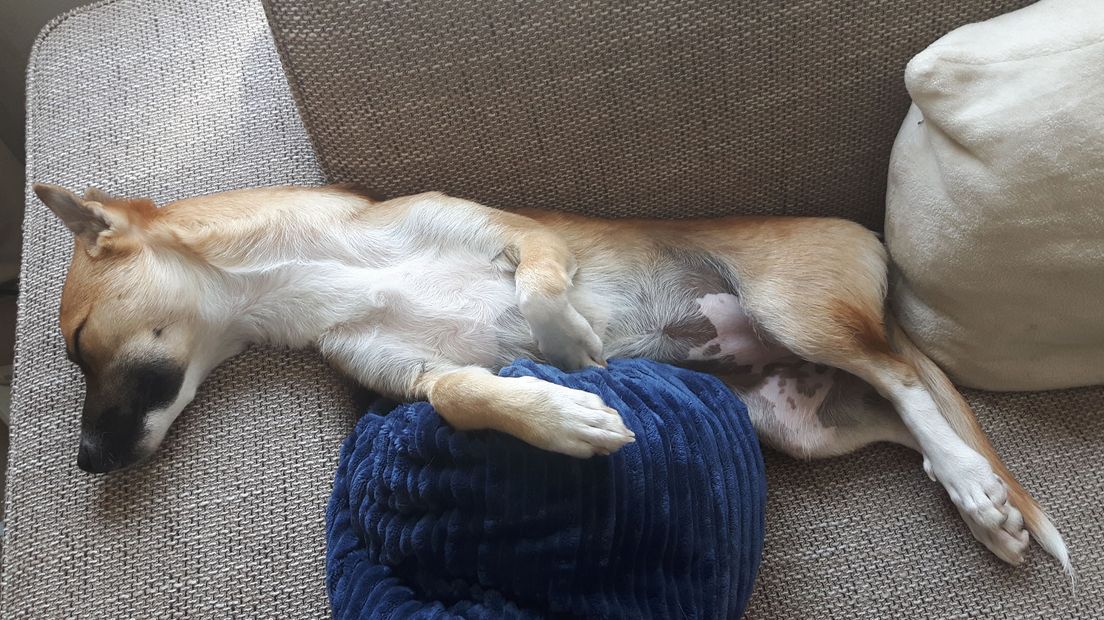 De hond van Ilse doet het rustig aan...