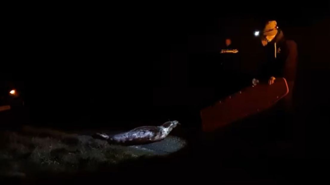 De zeehond liet zich niet zomaar verjagen.