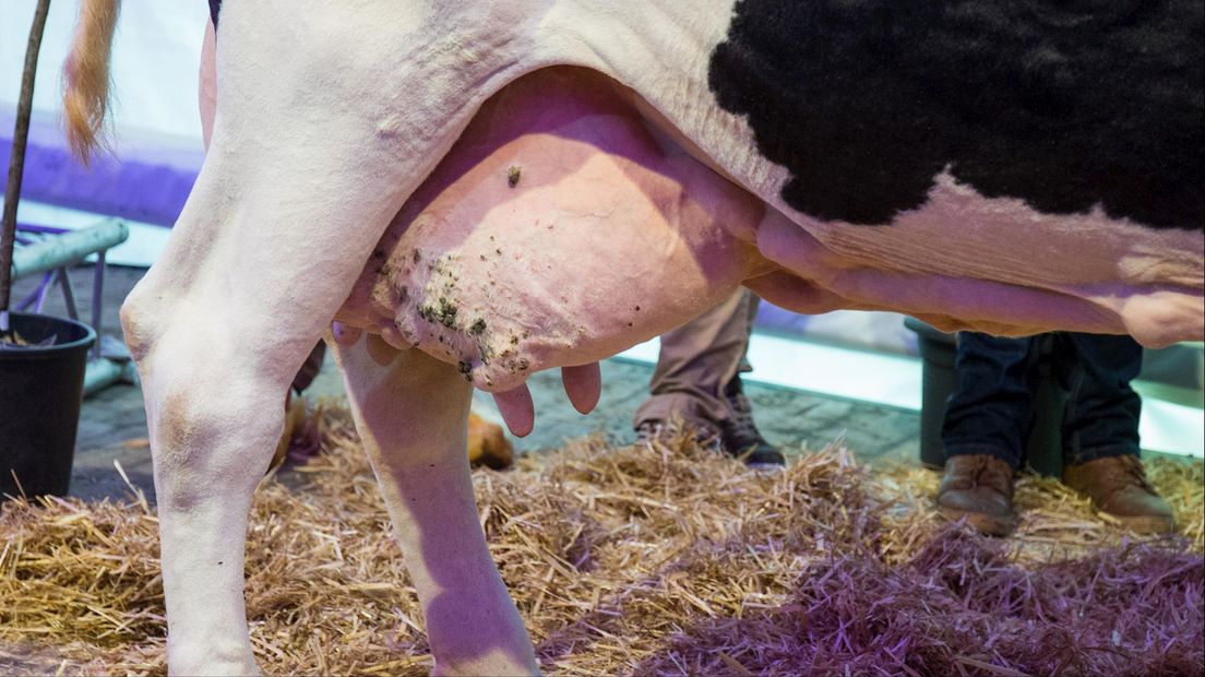 Koe Big Boukje 192 uit Geesteren gehuldigd om 200.000 liter melk