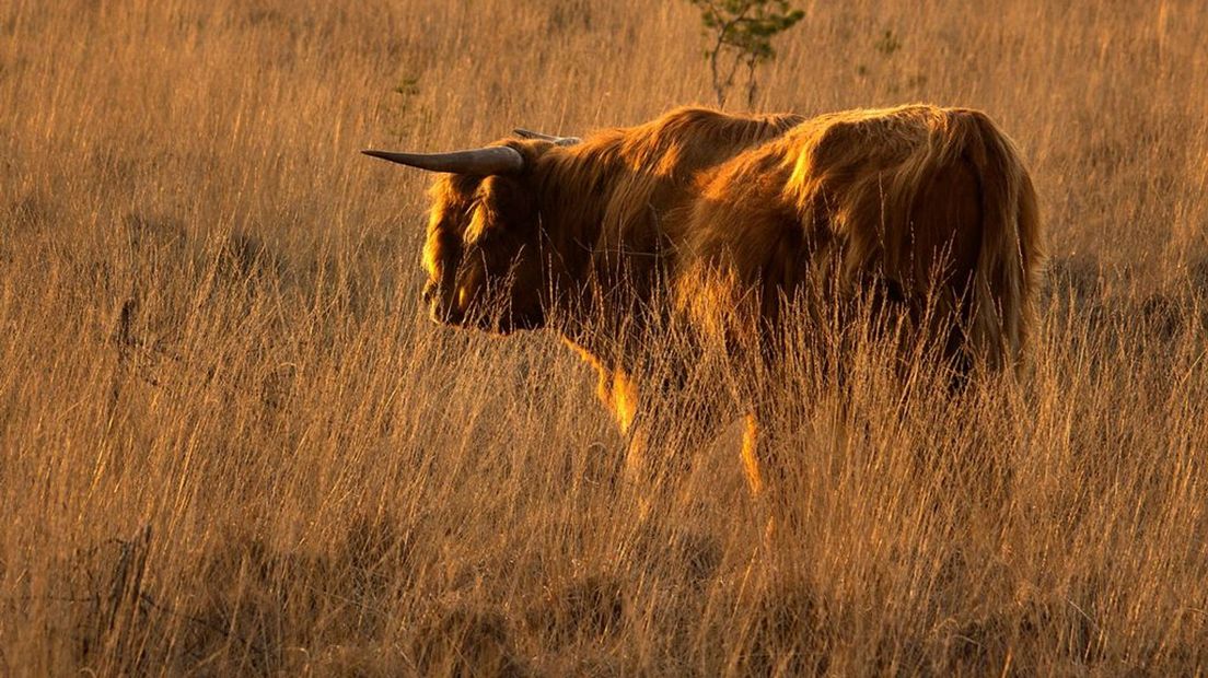 Waarom stieren kuilen graven en hoe allerlei zeldzame beestjes daarvan profiteren