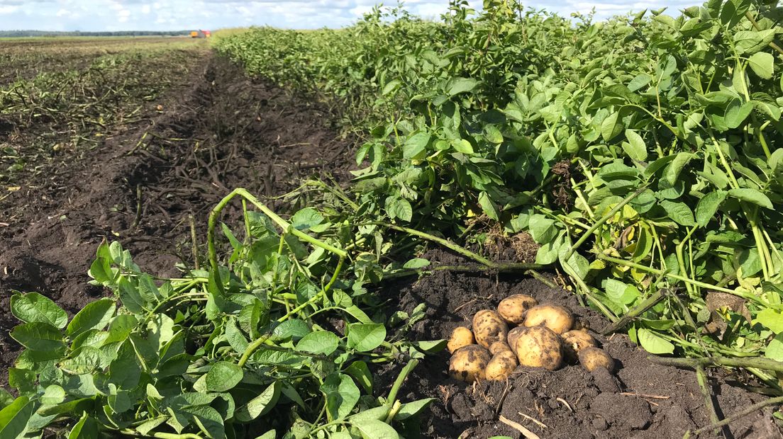 Aardappels op het land van Erik Huizing in Buinerveen.