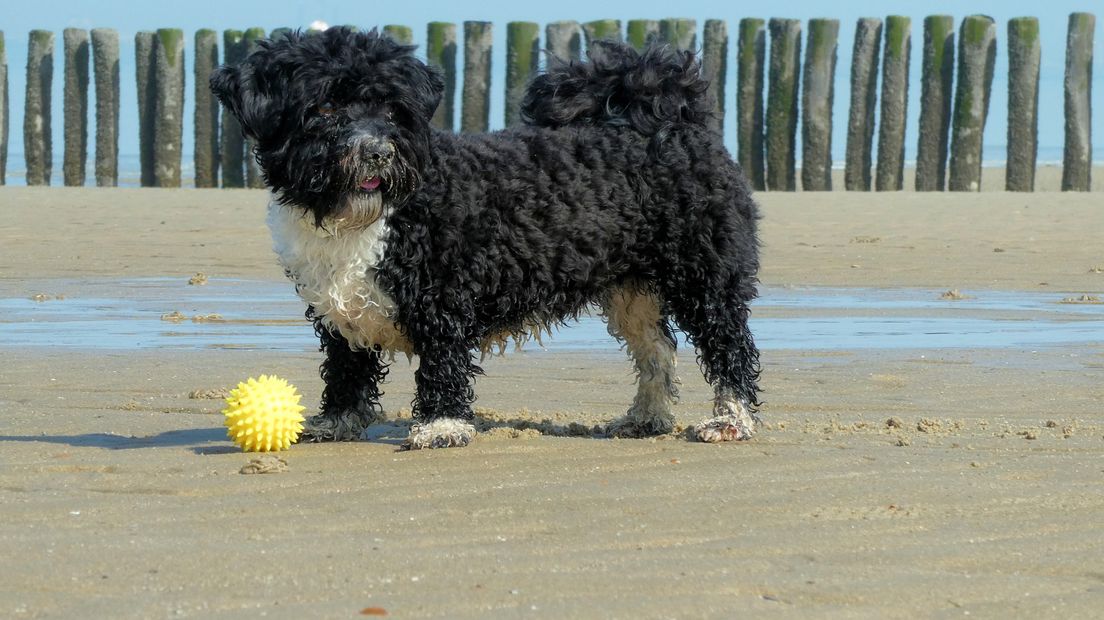 Hondje op het strand