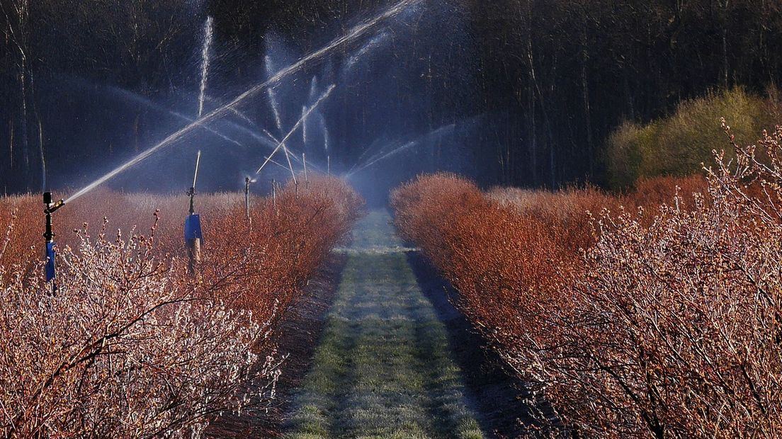 Blauwe bessen sproeien