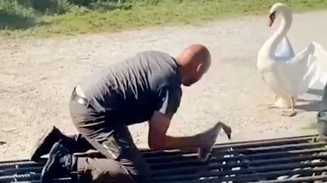 Vader zwaan verliest vijf jonkies in veerooster, duinwerkers schieten te hulp