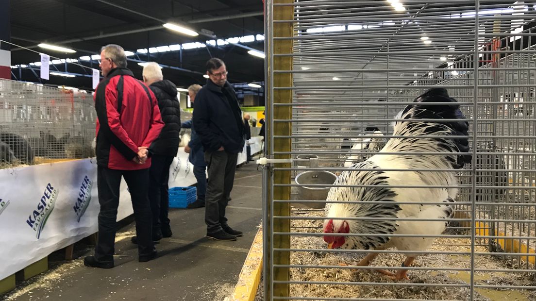 Zo'n zeshonderd kippen en konijnen waren vandaag te zien (Rechten: Jeroen Kelderman / RTV Drenthe)