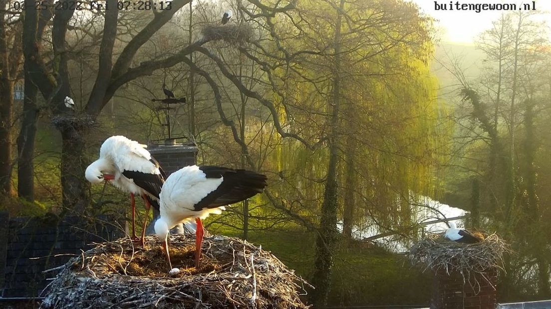 Bij de ooievaars in Herwijnen ligt het eerste ei van dit jaar in het nest.