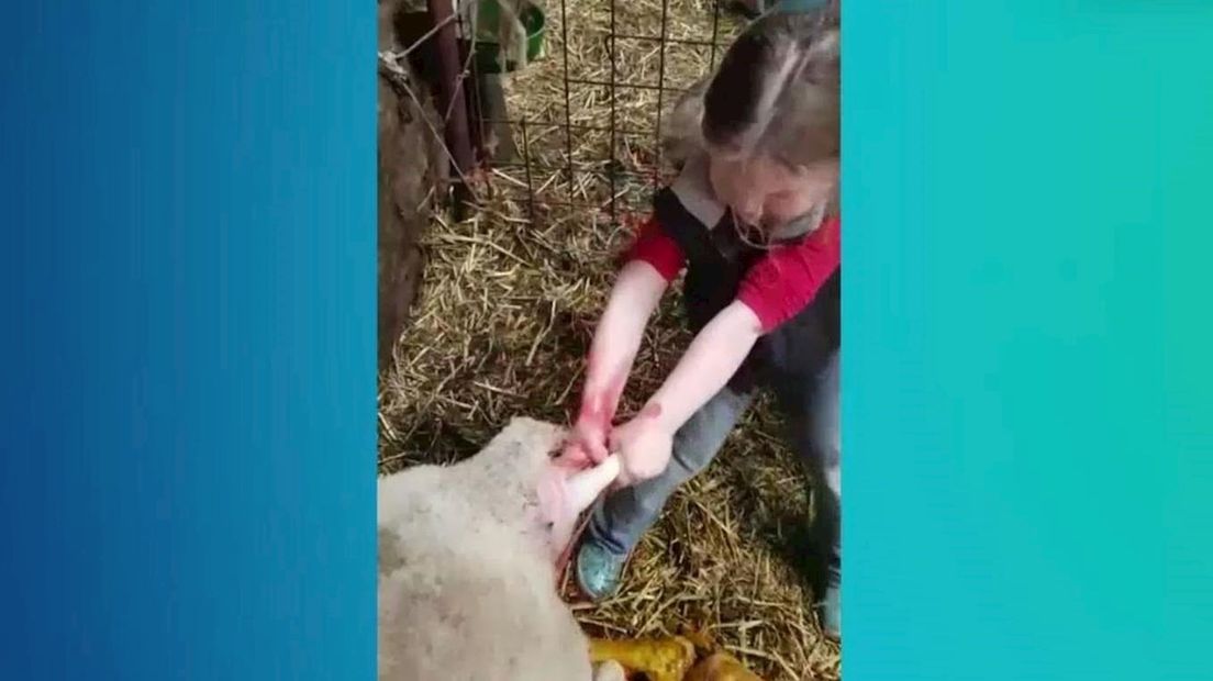 Sofie brengt een lammetje op de wereld