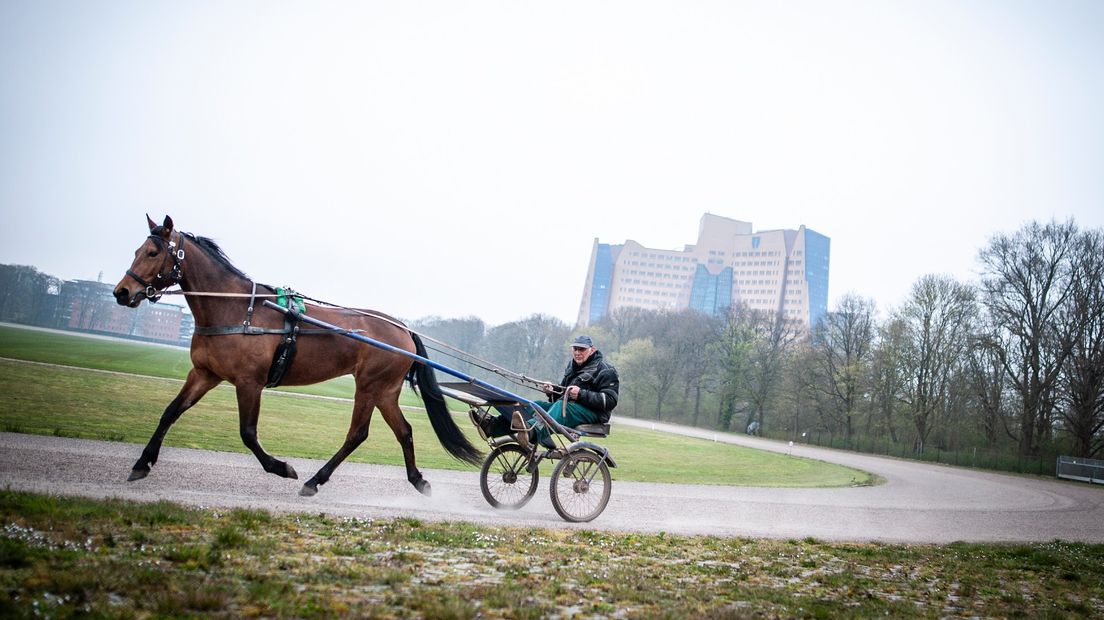 Op de drafbaan in het Stadspark is een trainer aan het oefenen met een draver