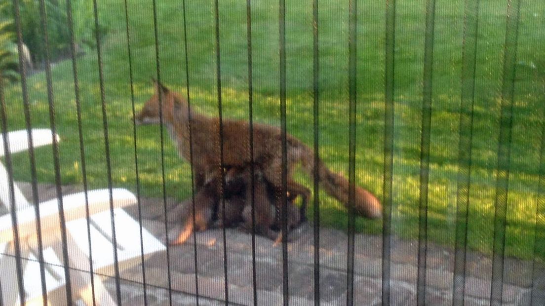 De moeder zoogt haar jongen