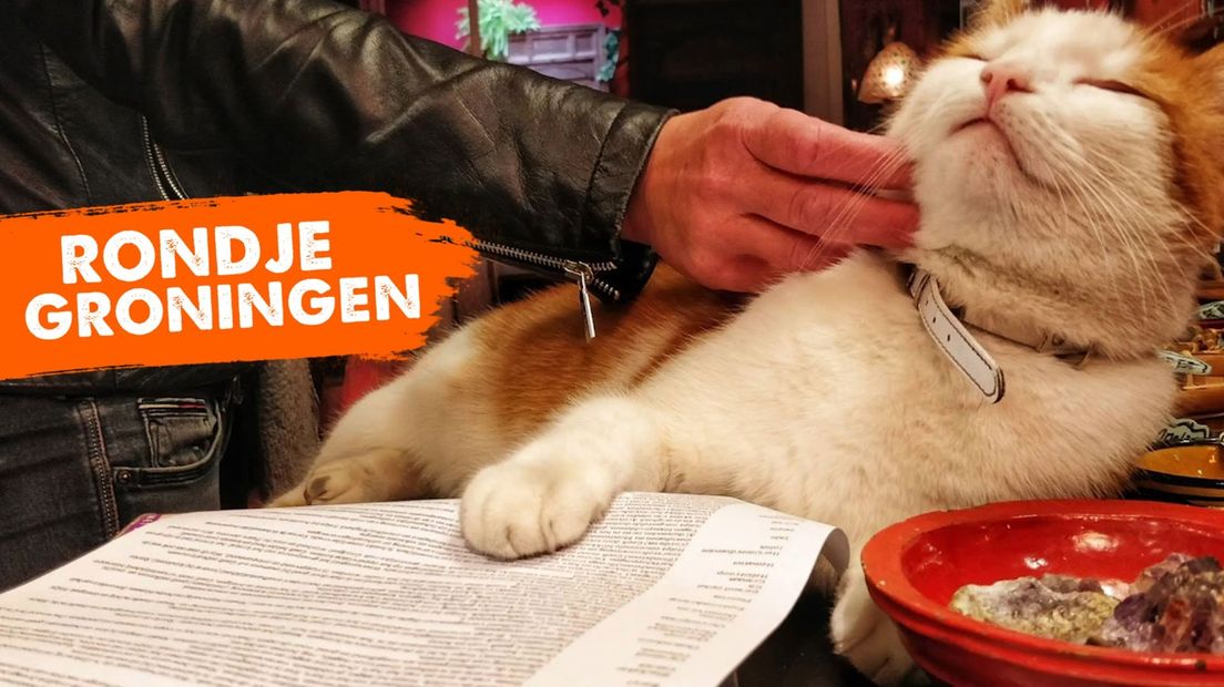 De reacties op de stem van Nemo zijn niet voor de poes