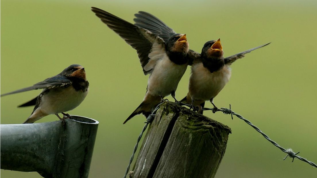 In de winter trekt de boerenzwaluw naar het zuiden (Rechten: Freenatureimages/Piet Munster