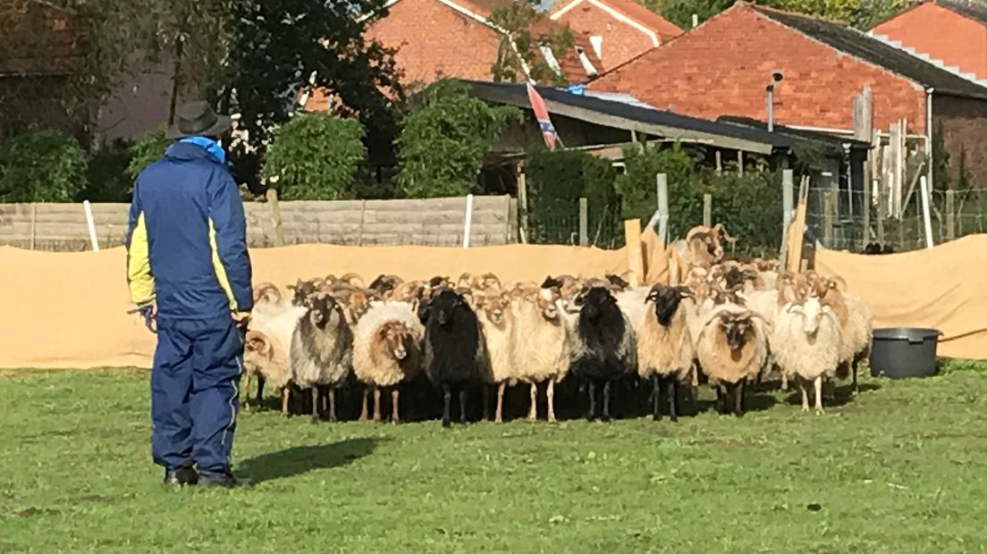 Achter de slalommende schapen aan