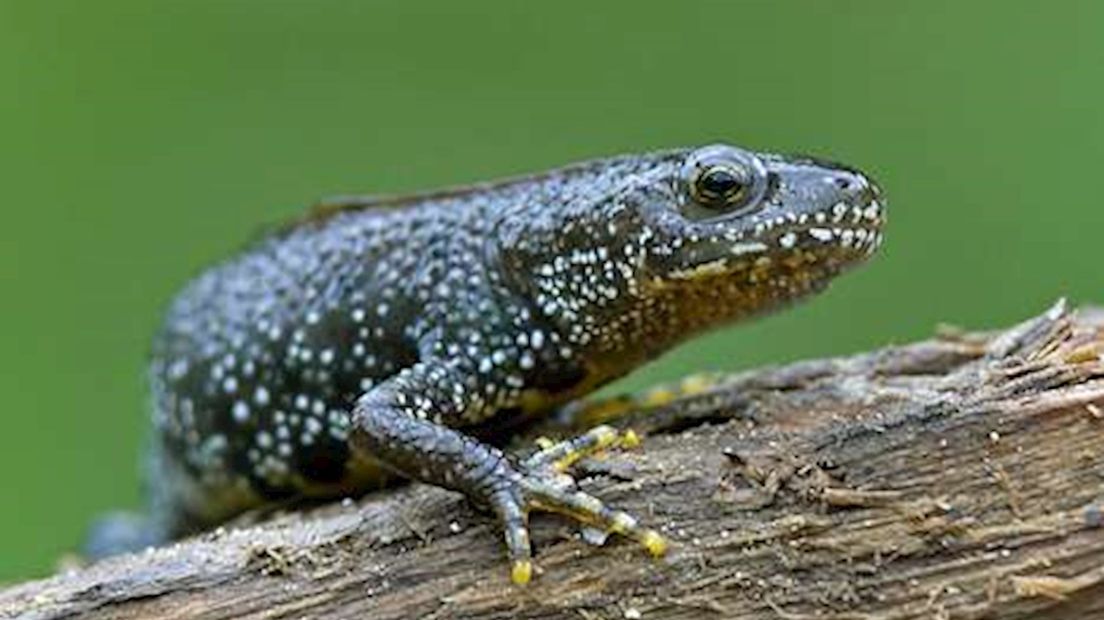Geen noodsituatie kamsalamander