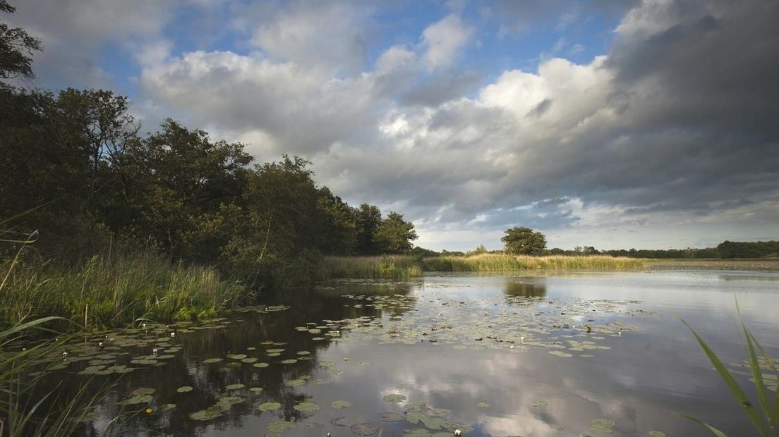Natuurgebied met rietteelt