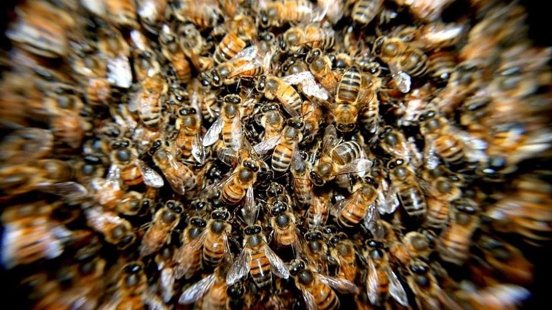 Nederland telt nu 361 bijensoorten.