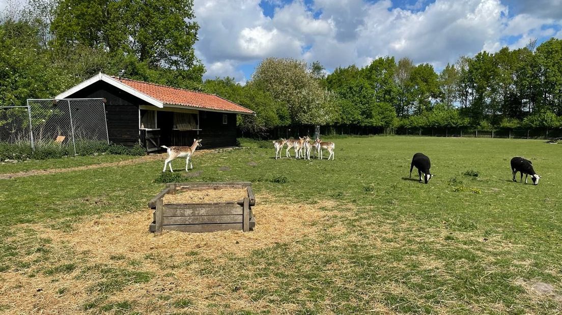Het hertenkamp in Bad Nieuweschans