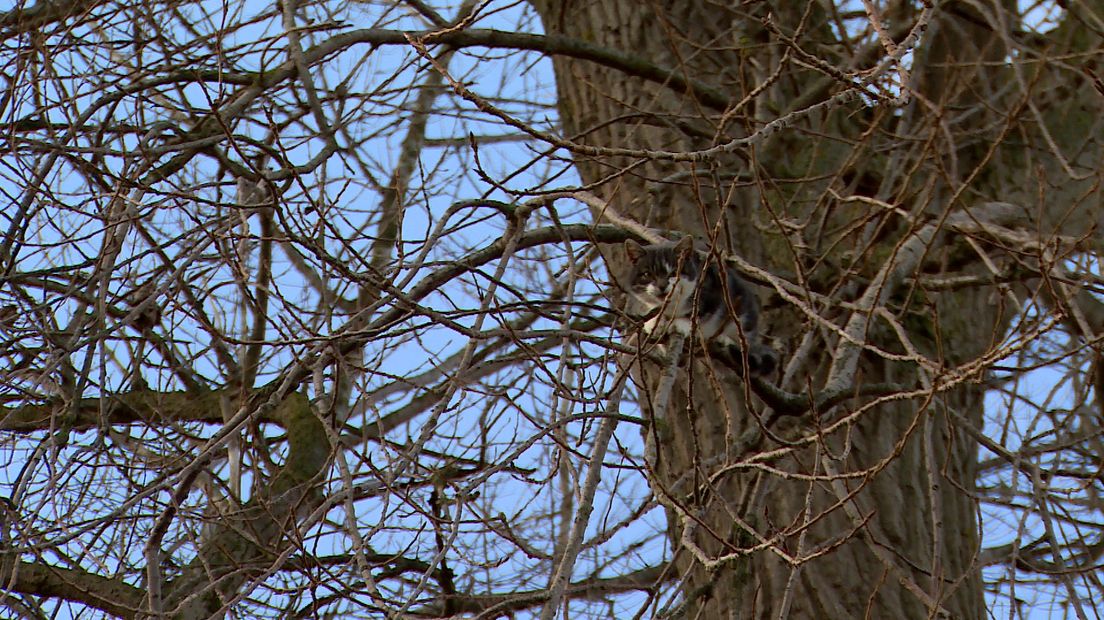 Kat zat anderhalve week in een hoge boom in Oud-Vossemeer