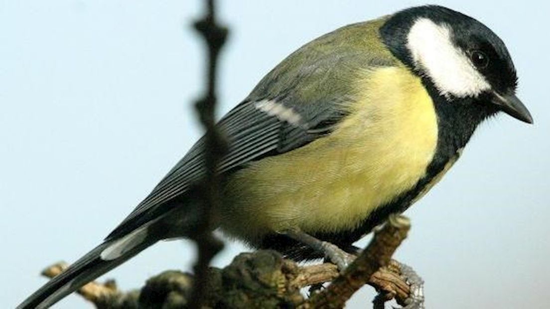 Inheemse vogels ongeringd in voliere
