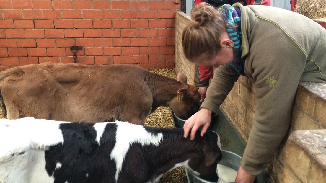 Rotterdamse Mariëlle voor één dag boerin in Biggekerke