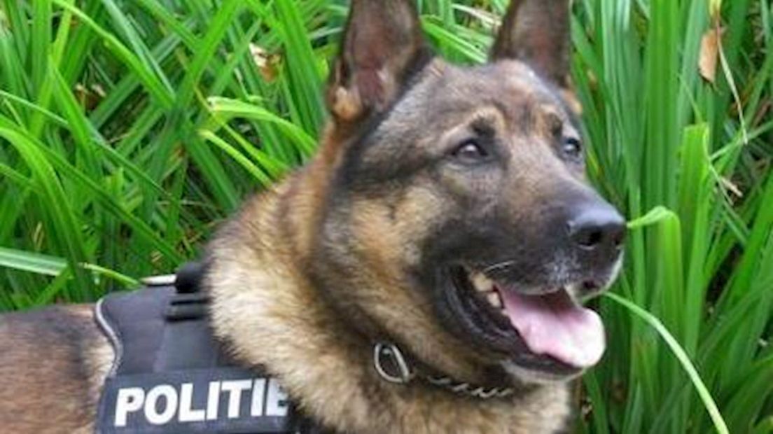 Politiehond bij zoektocht inbrekers ingezet