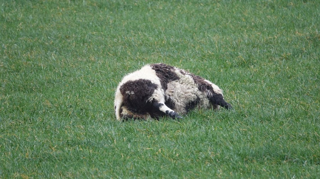 Dode schapen in Beerzerveld