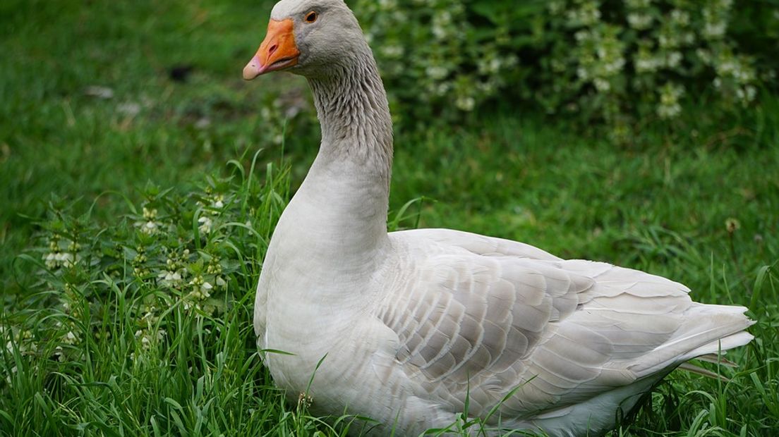 Wanneer wordt gans een delicatesse? - Rijnmond