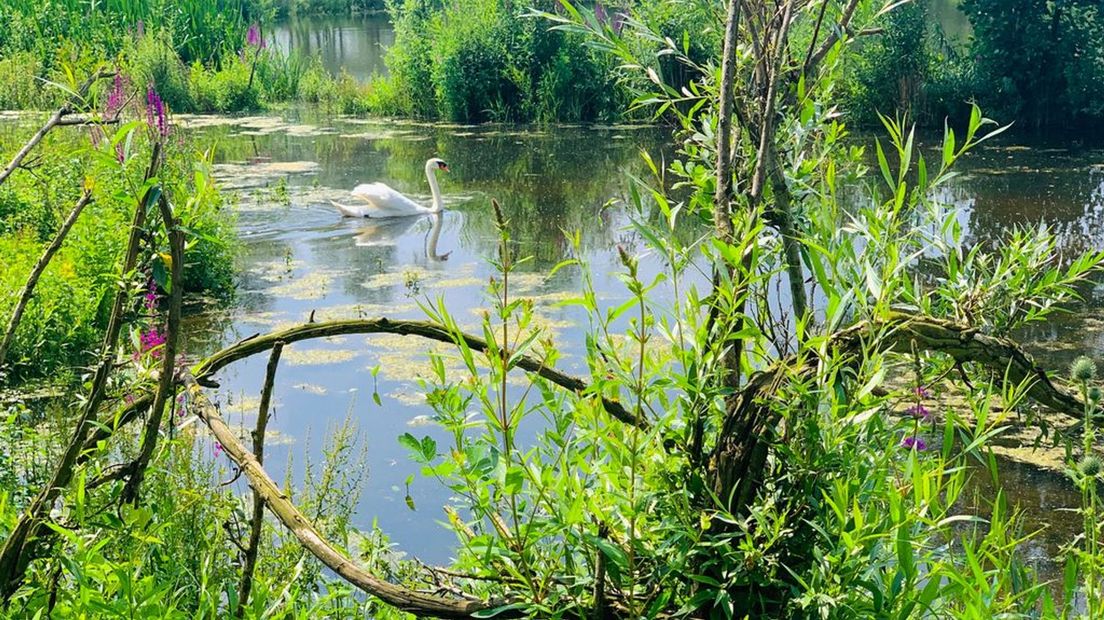 Zwaan in meer