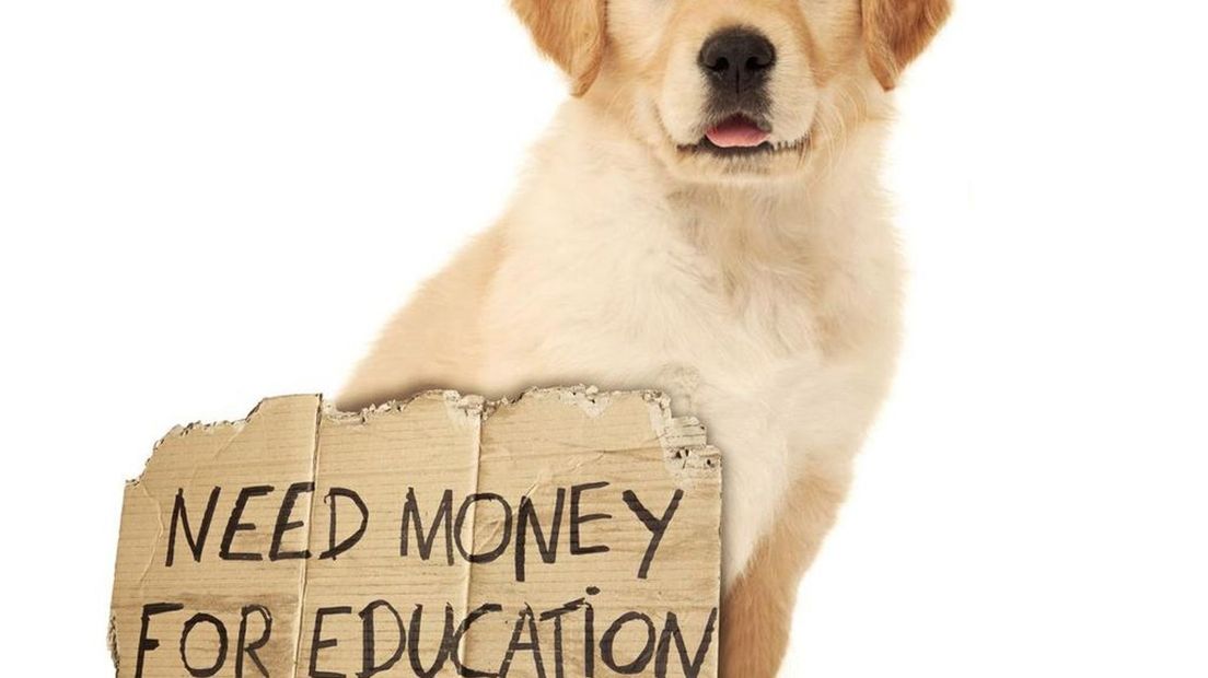 Stichting D DOG zoekt nieuwe inzamelpunten voor doppen KNGF geleidehonden