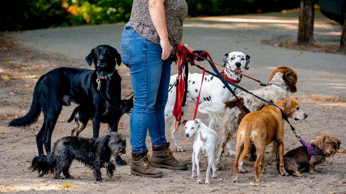 Honden Uitlaten Hondenuitlaatservice Hondenuitlaatdienst Huisdieren