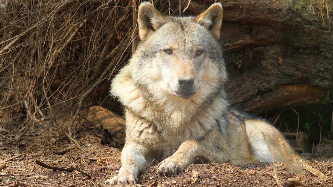 Een wolf